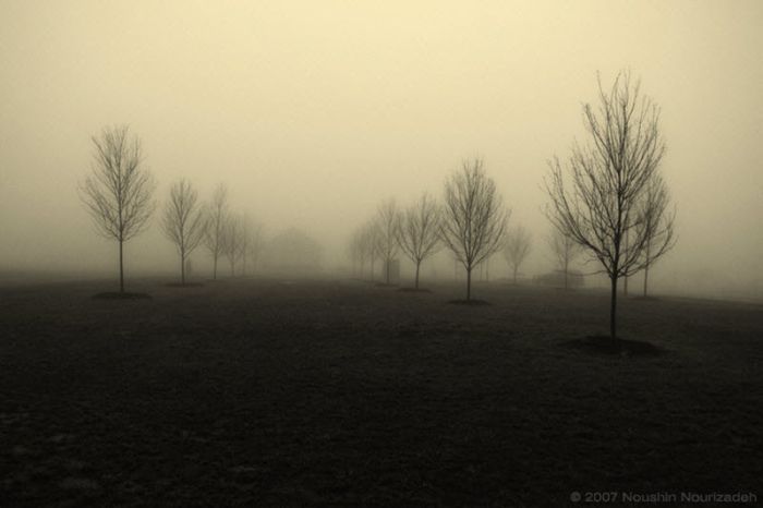 Fog (101 pics)