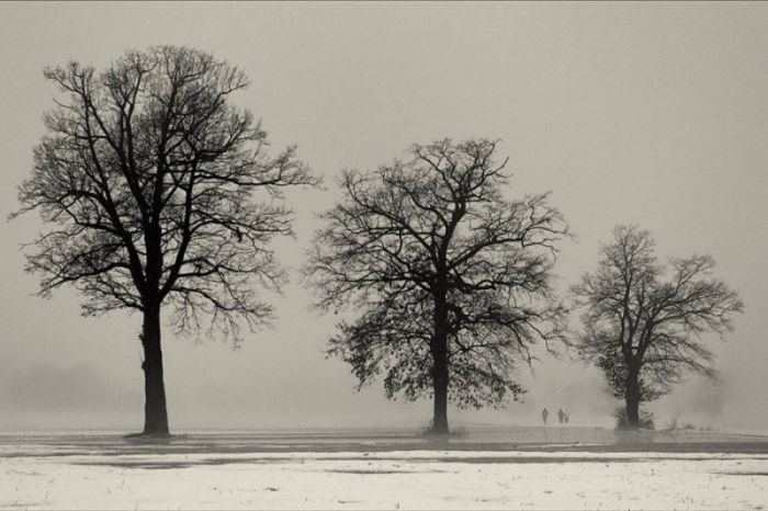 Fog (101 pics)