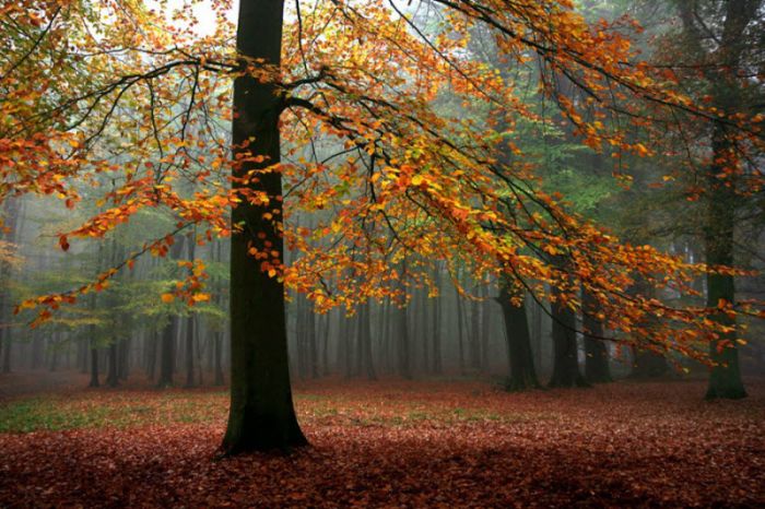 Fog (101 pics)