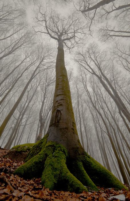 Fog (101 pics)