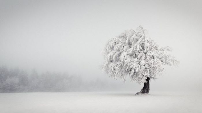Fog (101 pics)