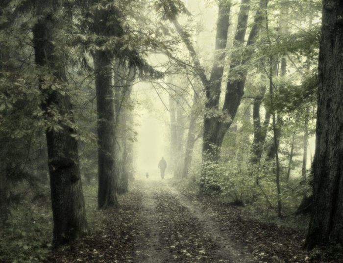 Fog (101 pics)