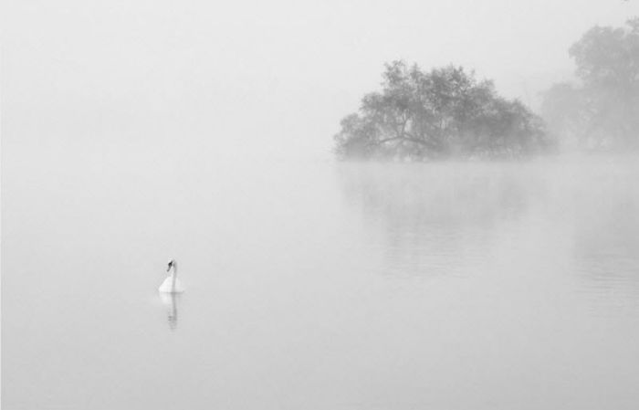 Fog (101 pics)