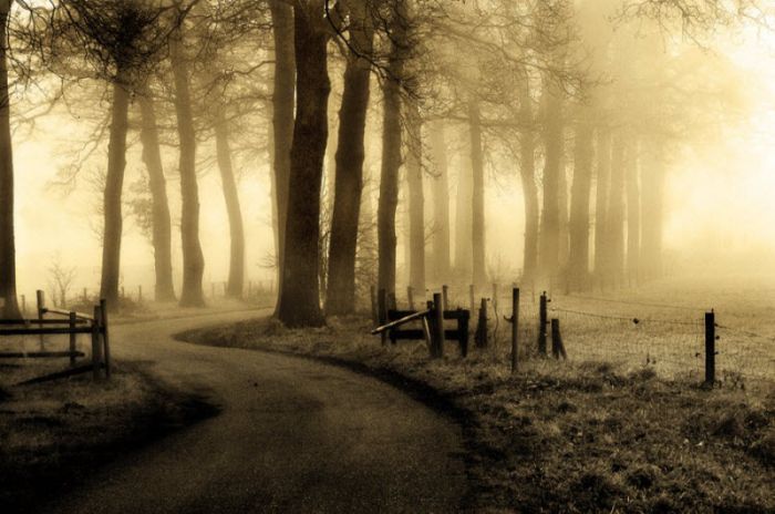 Fog (101 pics)