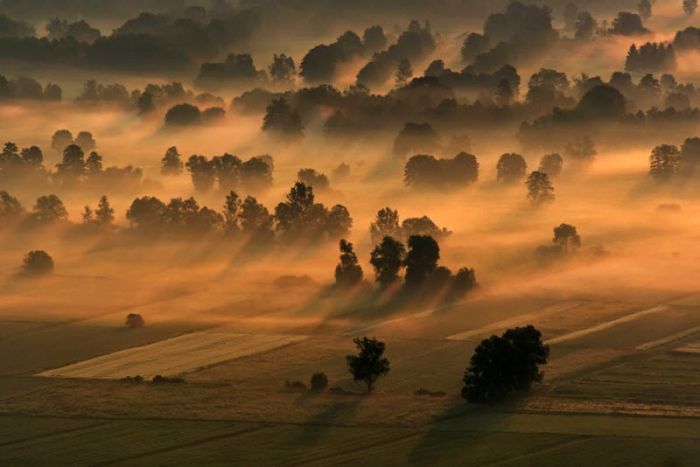 Fog (101 pics)