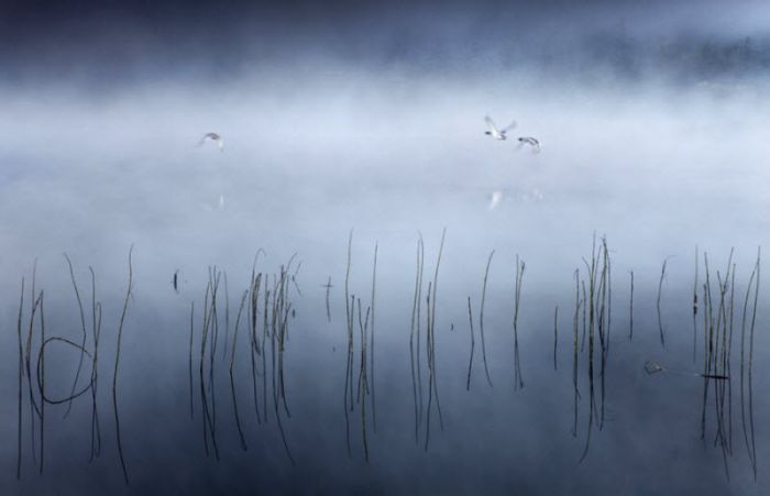 Fog (101 pics)