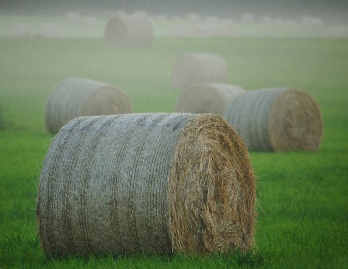 Fog (101 pics)