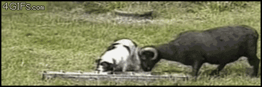 Acid Gifdump (10 gifs)