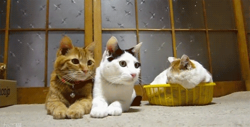 Acid Gifdump (10 gifs)
