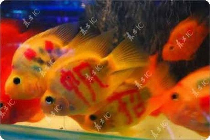 New Trend from China - Gold Fish with a Tattoo (11 pics)