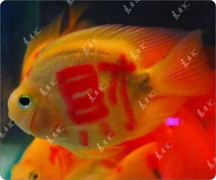 New Trend from China - Gold Fish with a Tattoo (11 pics)