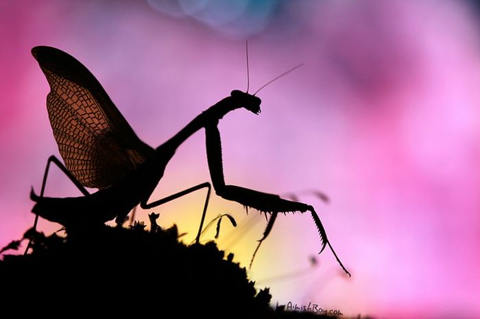 Beautiful Photos (23 pics)