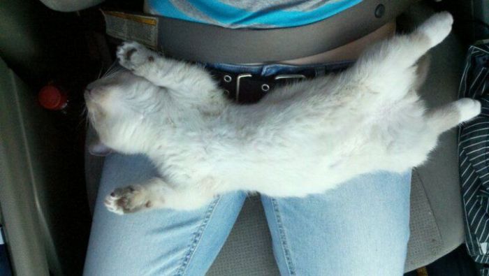 Cat Sleeping Inside a Car (5 pics)