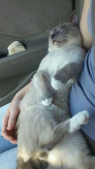 Cat Sleeping Inside a Car (5 pics)