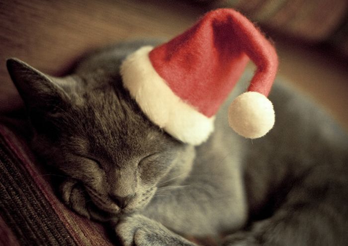 Beautiful Christmas (71 pics)