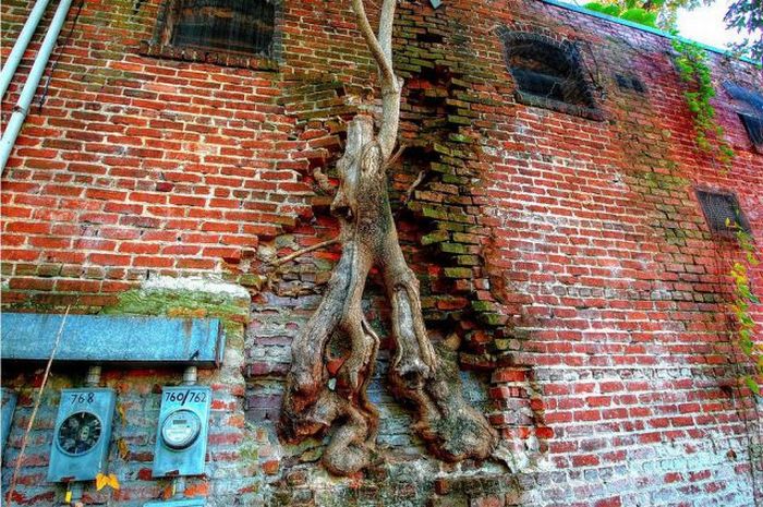 Acid Picdump (111 pics)