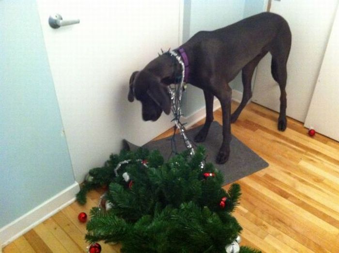 Acid Picdump (111 pics)