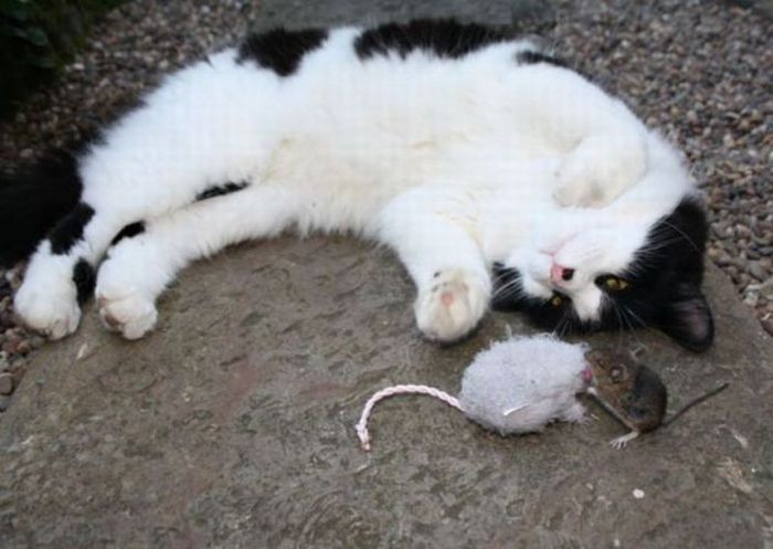 Acid Picdump (111 pics)