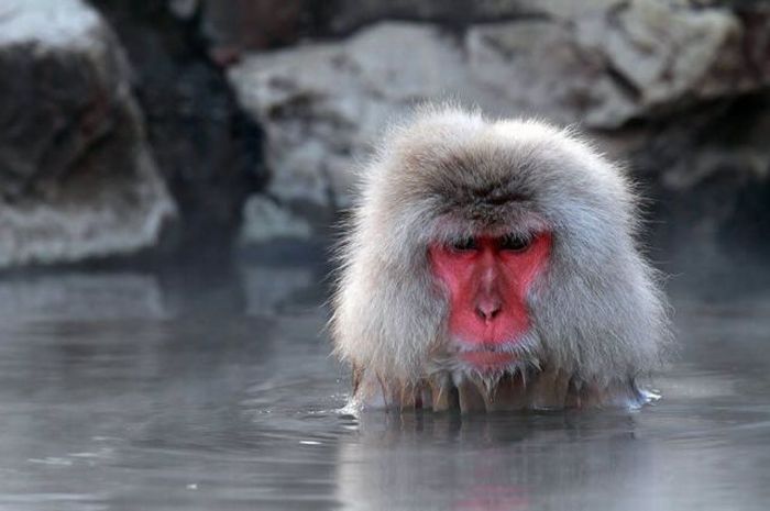Acid Picdump (111 pics)
