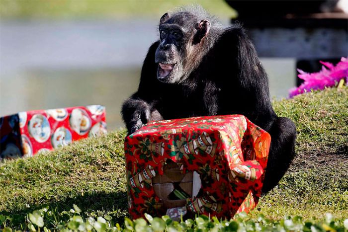 Christmas Presents for Chimps (11 pics)