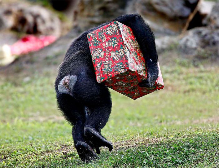 Christmas Presents for Chimps (11 pics)