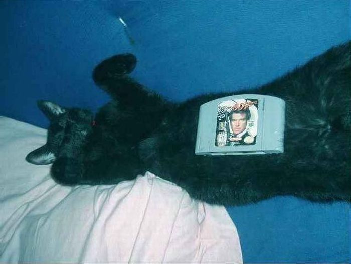 Lazy Cat (4 pics)