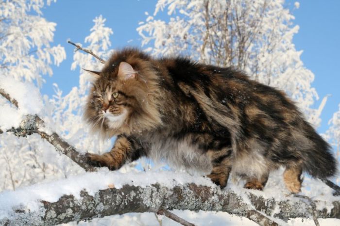 Siberian Cat Amur Ezra (15 pics)