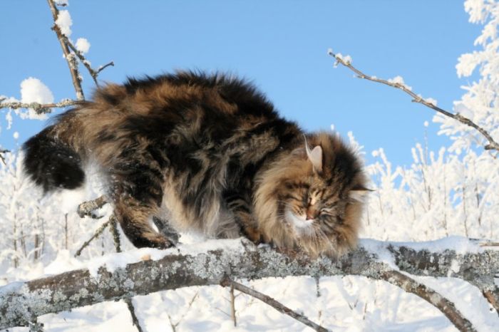 Siberian Cat Amur Ezra (15 pics)