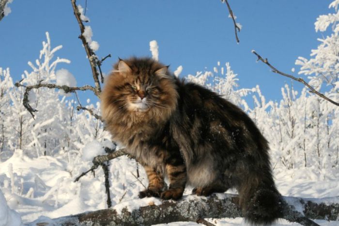 Siberian Cat Amur Ezra (15 pics)