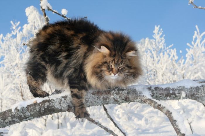 Siberian Cat Amur Ezra (15 pics)