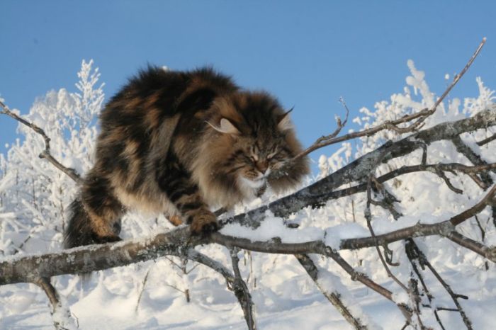 Siberian Cat Amur Ezra (15 pics)