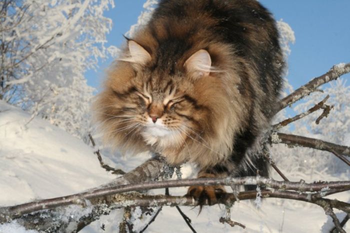 Siberian Cat Amur Ezra (15 pics)