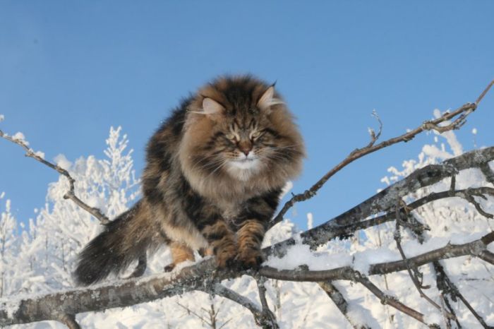 Siberian Cat Amur Ezra (15 pics)