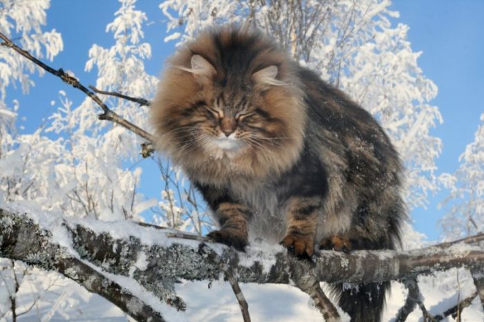 Siberian Cat Amur Ezra (15 pics)