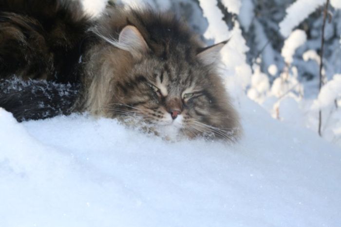 Siberian Cat Amur Ezra (15 pics)