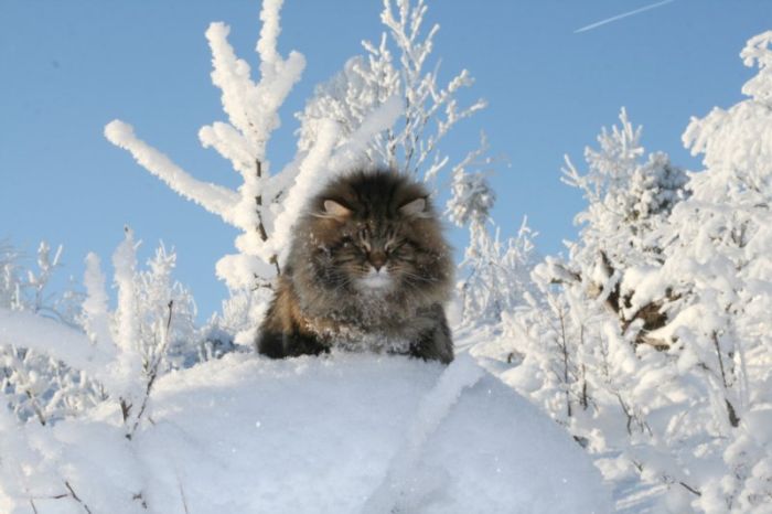 Siberian Cat Amur Ezra (15 pics)