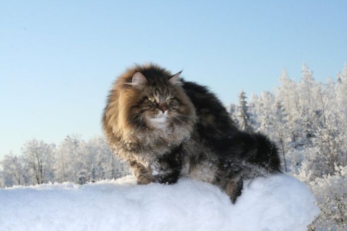 Siberian Cat Amur Ezra (15 pics)