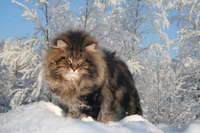 Siberian Cat Amur Ezra (15 pics)