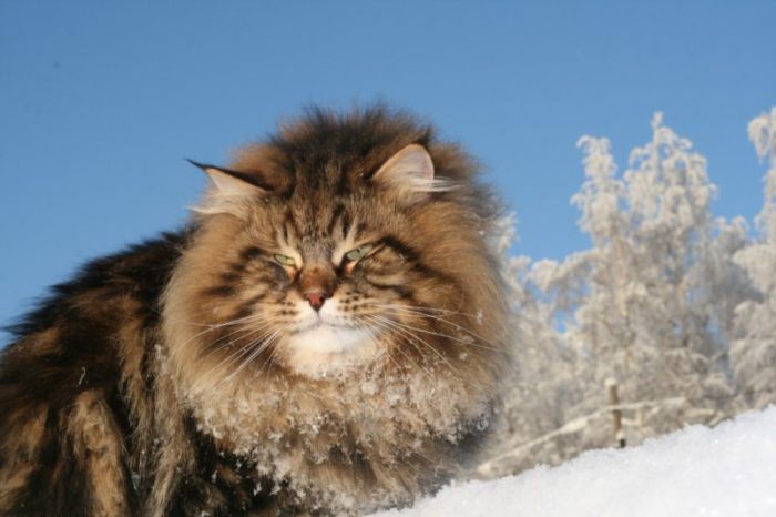 Siberian Cat Amur Ezra (15 pics)