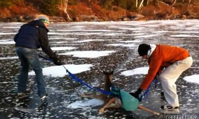 Deer Rescued From Frozen Lake in Canada (7 pics + video)