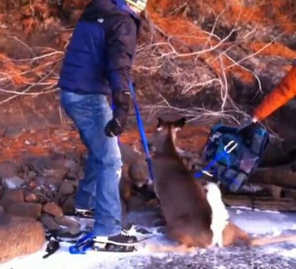 Deer Rescued From Frozen Lake in Canada (7 pics + video)
