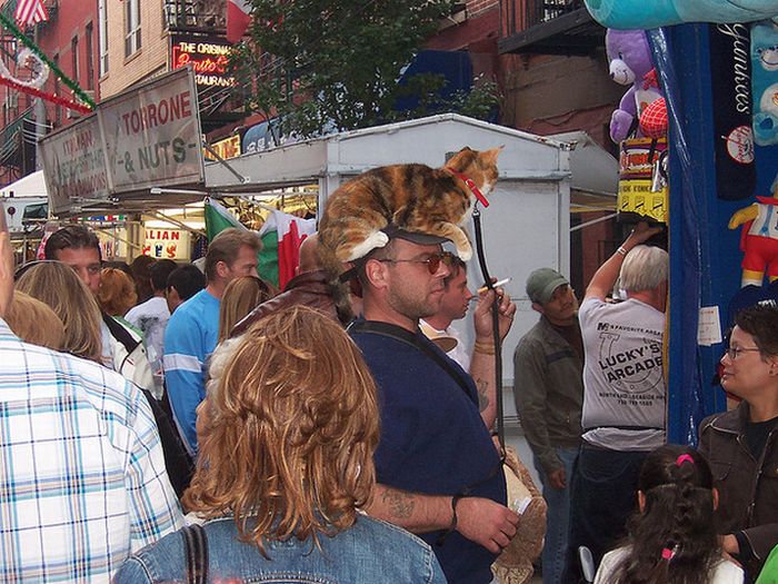 Cat Hats (40 pics)