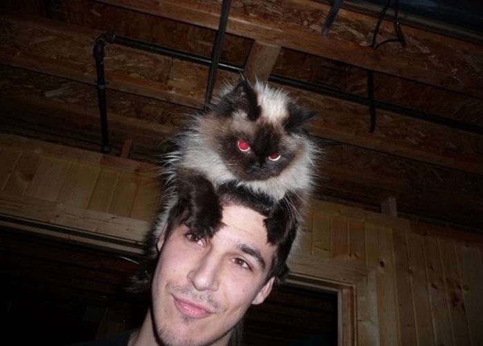 Cat Hats (40 pics)