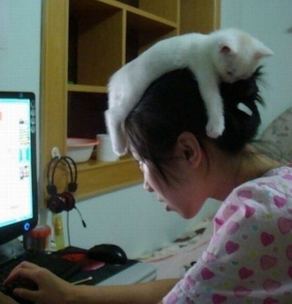 Cat Hats (40 pics)