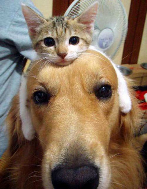 Cat Hats (40 pics)