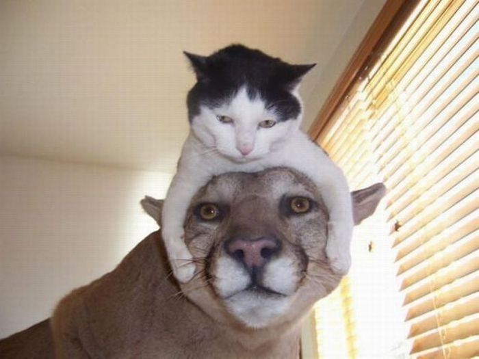 Cat Hats (40 pics)