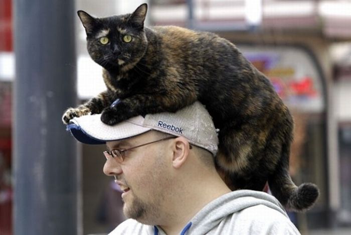 Cat Hats (40 pics)