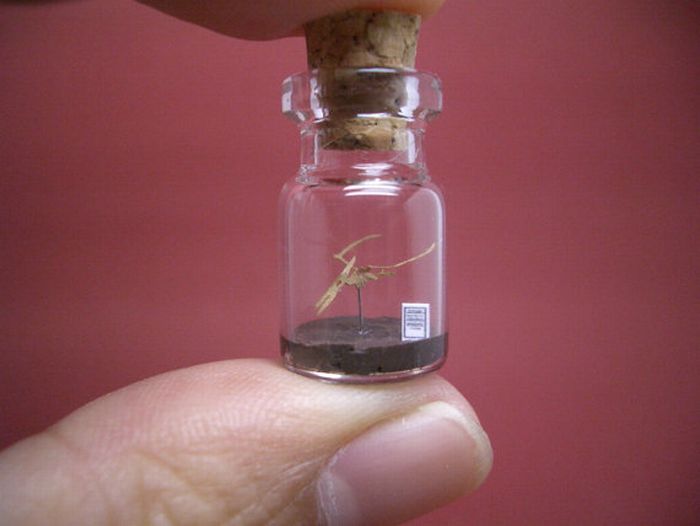 Tiny World In A Bottle (27 pics)