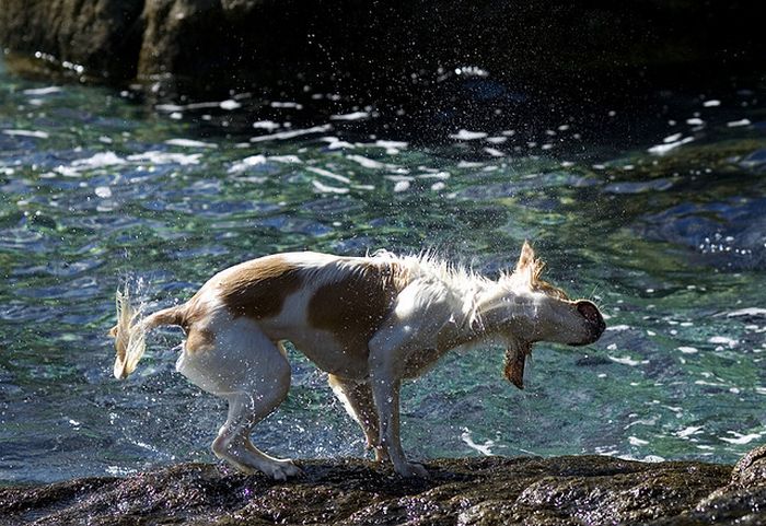 Cute Photographs of Dogs Shaking (16 pics)