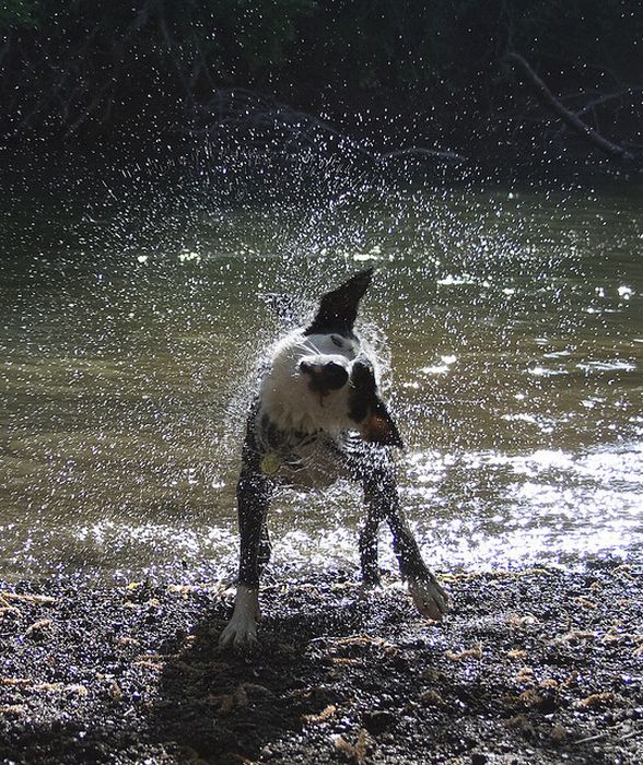 Cute Photographs of Dogs Shaking (16 pics)